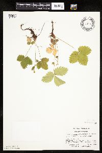 Fragaria vesca image