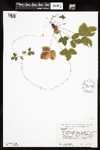 Fragaria vesca image