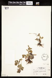 Fragaria vesca image