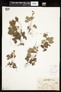 Fragaria vesca image