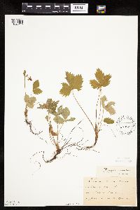 Fragaria vesca image