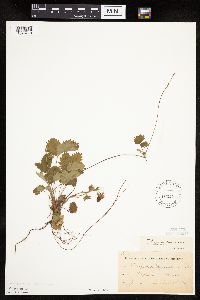 Fragaria vesca image