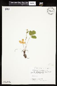 Fragaria vesca image