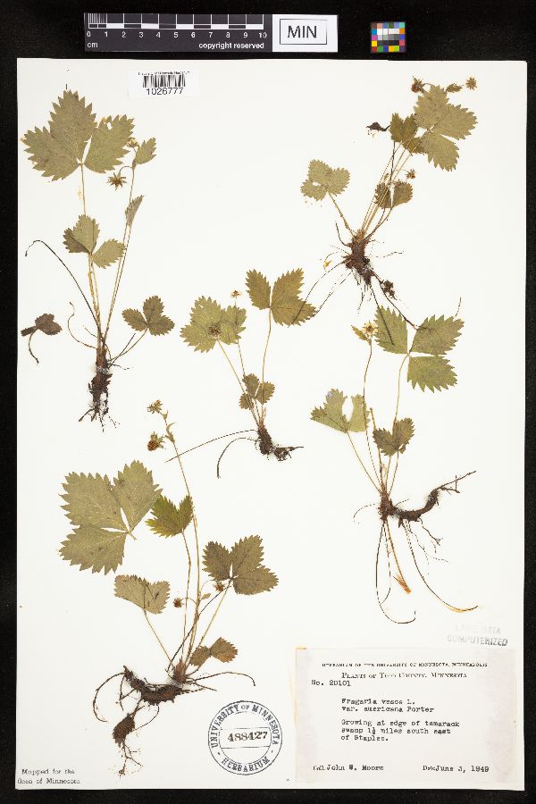 Fragaria vesca image