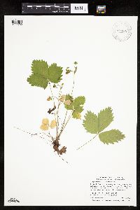 Fragaria vesca image