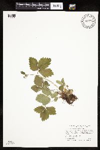 Fragaria vesca image