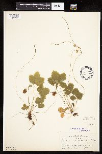 Fragaria vesca image