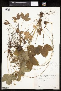 Fragaria vesca image