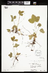 Fragaria vesca image