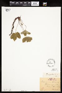 Fragaria vesca image