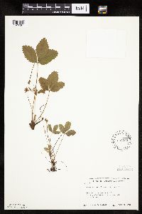 Fragaria vesca image