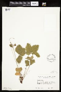 Fragaria vesca image