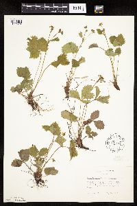 Fragaria vesca image