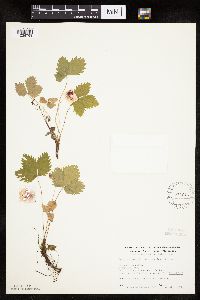 Fragaria vesca image