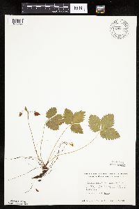 Fragaria vesca image