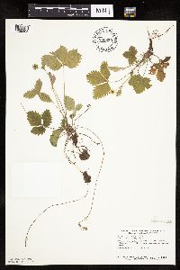 Fragaria vesca image