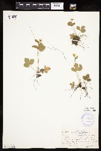 Fragaria vesca image