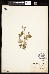 Fragaria vesca image