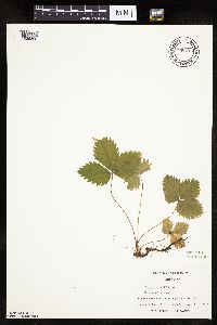 Fragaria vesca image