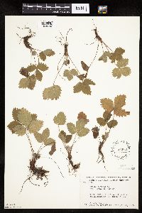 Fragaria vesca image