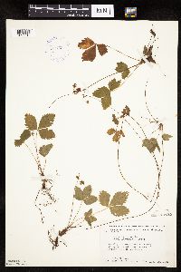 Fragaria vesca image