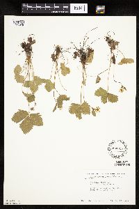 Fragaria vesca image