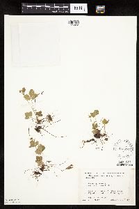 Fragaria vesca image