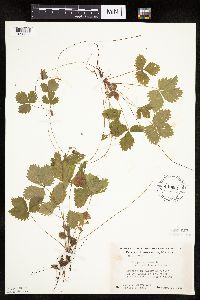 Fragaria vesca image