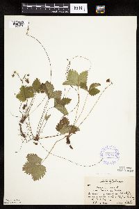 Fragaria vesca image