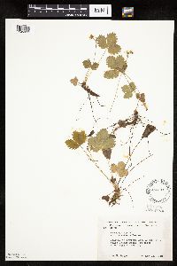 Fragaria vesca image