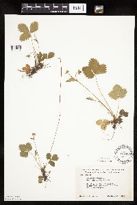 Fragaria vesca image