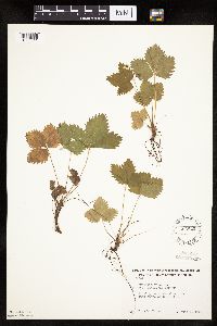 Fragaria vesca image