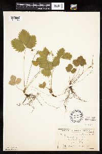 Fragaria vesca image