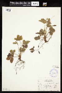 Fragaria vesca image