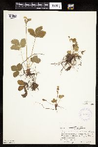 Fragaria vesca image