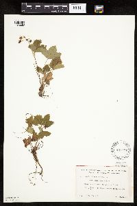 Fragaria vesca image