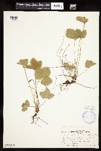 Fragaria vesca image