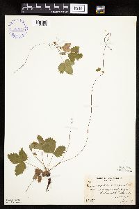 Fragaria vesca image