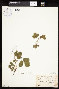 Fragaria vesca image