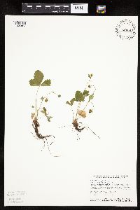 Fragaria vesca image