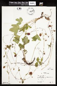 Fragaria vesca image