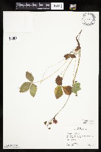 Fragaria vesca image