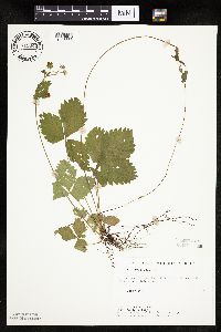 Fragaria vesca image