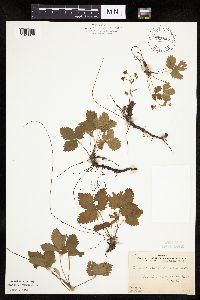 Fragaria vesca image