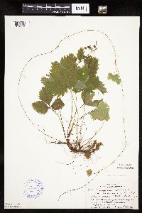 Fragaria vesca image