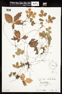 Fragaria vesca image