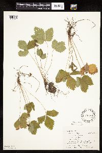 Fragaria vesca image