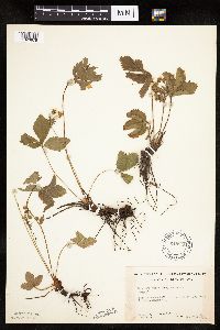 Fragaria vesca image