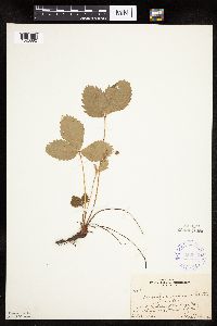 Fragaria vesca image