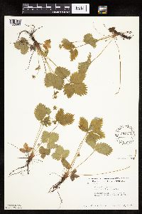 Fragaria vesca image